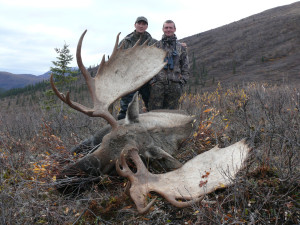 Alaska-Yukon-Moose-Alaska-Brooks-Range