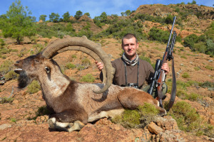 Bezoar-Ibex-south-Turkey-November-2014