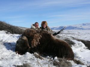 Musk-Ox-Greenland-I